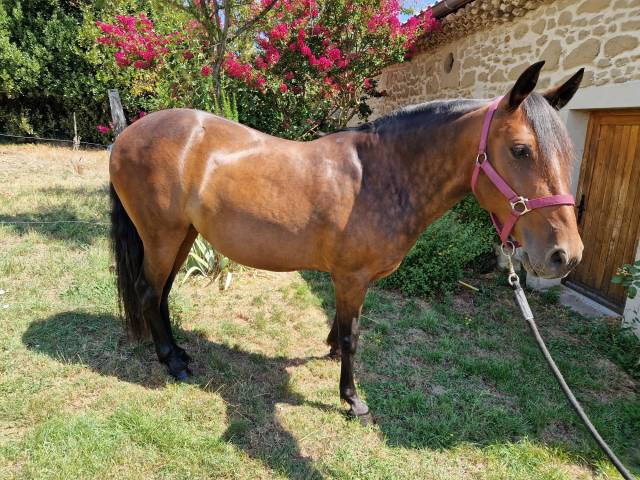 Lusitanienne 9 ans