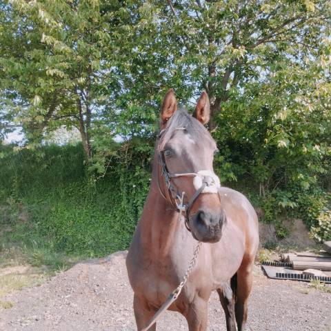 Hongre 2 ans
