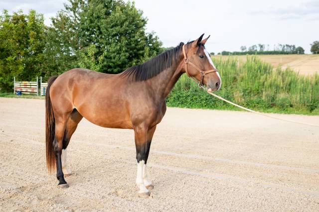 Poulinière de 5 ans par qlassic bm, pleine up to you