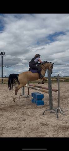 Cheval de loisirs polyvalent