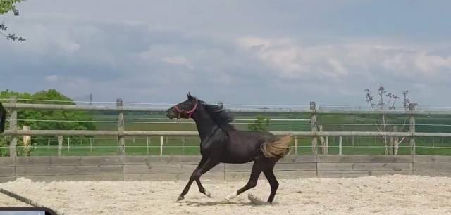 Pouliche 2 ans par qlassic bm