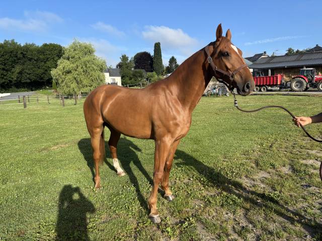 Bwp (cheval de sang belge) - hongre, 4 ans