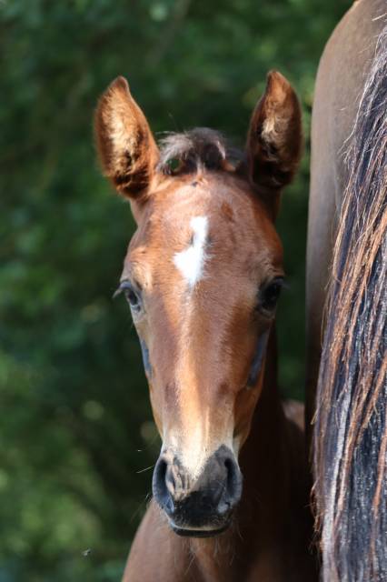 Pouliche x helios d ‘helby