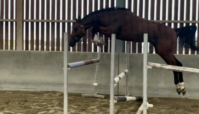 à vendre – nidor theleme  mâle entier de 2 ans