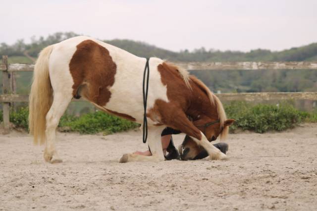 Pension complète poney loisir