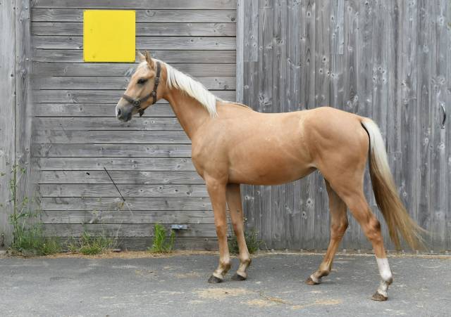 Jument palomino polyvalente de 2 ans