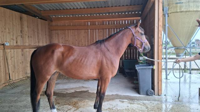 A vendre top jument 