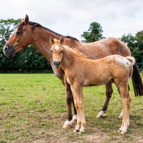 Poulain  appaloosa