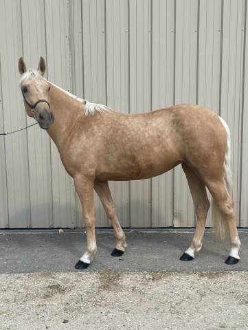Pfs de sport 6 ans d