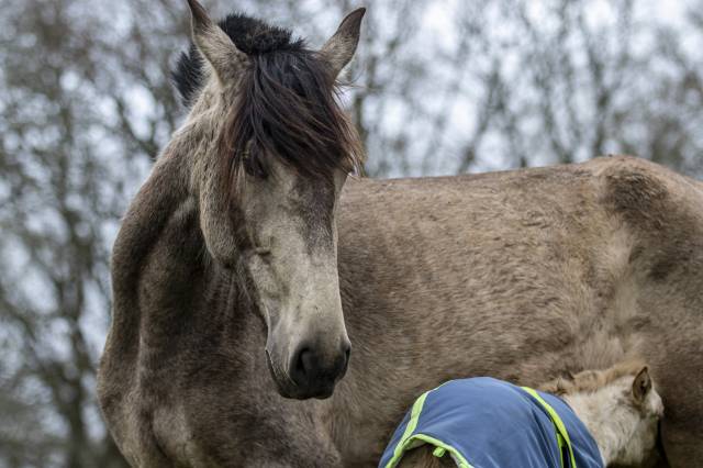 Poulinière pre pp apta 4 ans isabelle