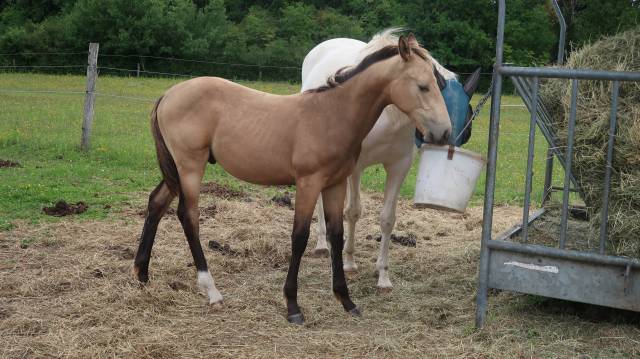 Poulain sf isabelle
