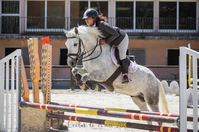 Poney 5 ans connemara part bred