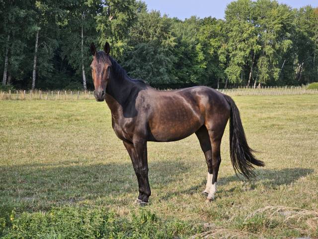 Magnifique jument bai de 7 ans 1m76