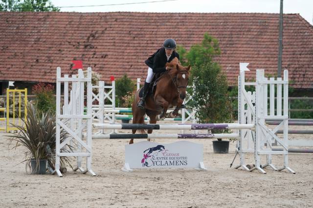 Ponette d 7 ans cso, dressage et hunter
