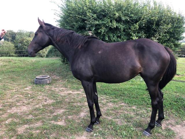 Jument pur-sang baie brune 5ans  -  à vendre 