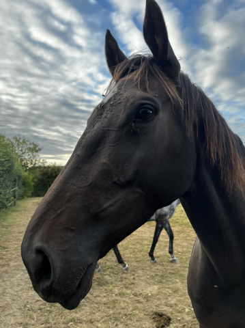 Jument pur-sang baie brune 5ans  -  à vendre 
