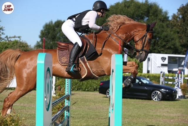 Cheval kwpn de 8ans à vendre
