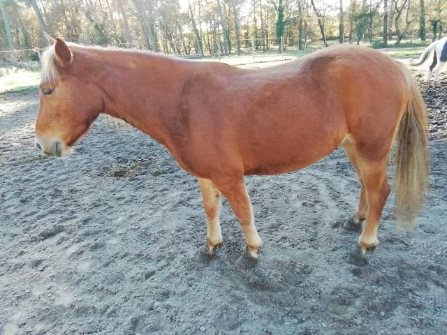 Poney landais