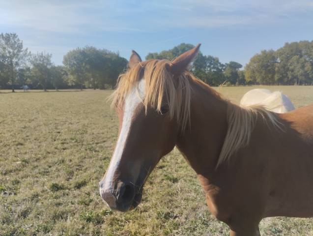 Poulain 16mois par champagne pfs