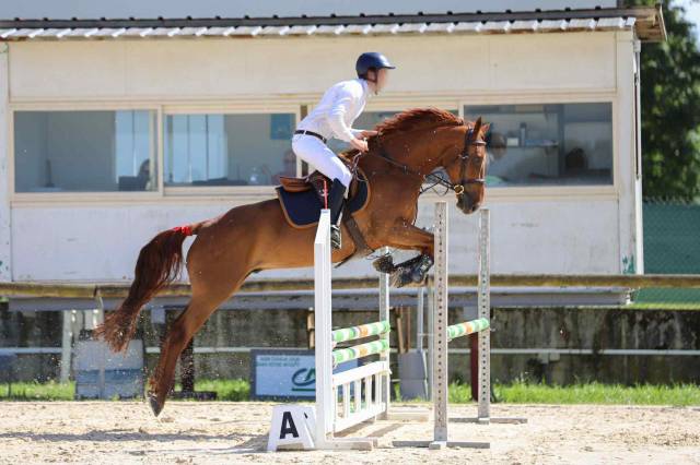 Selle français de 4 ans avec potentiel amateur élite 