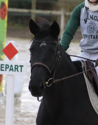 Jument sf 11 ans 1m60 pour sport et loisirs 