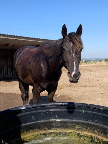 Jument paint horse 7 ans 
