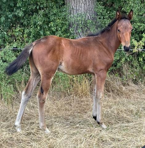 Poulain sf catchar mail x eyken des fontenis