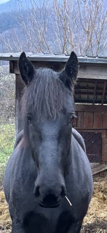 Pouliche percheron 2 ans