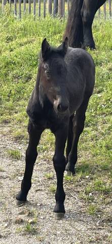 Pouliche percheron 2 ans