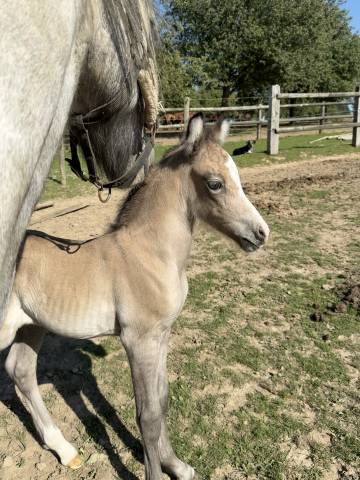 Pouliche welsh pb par greatstar embet tilia