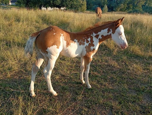 Pouliche paint horse 