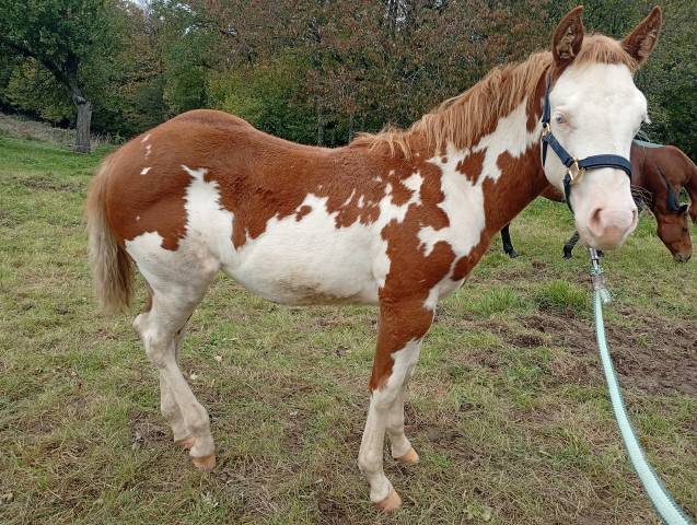 Pouliche paint horse