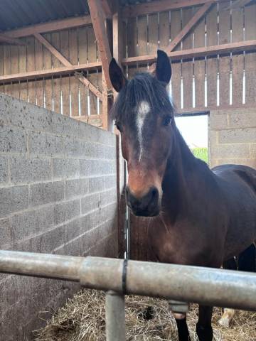 Poney français de selle pfs