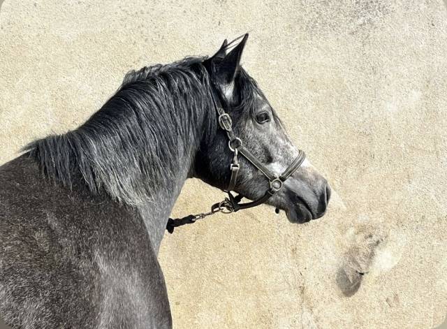 Connemara part bred