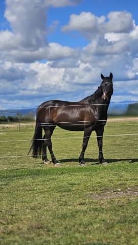 Jument cso amateur 