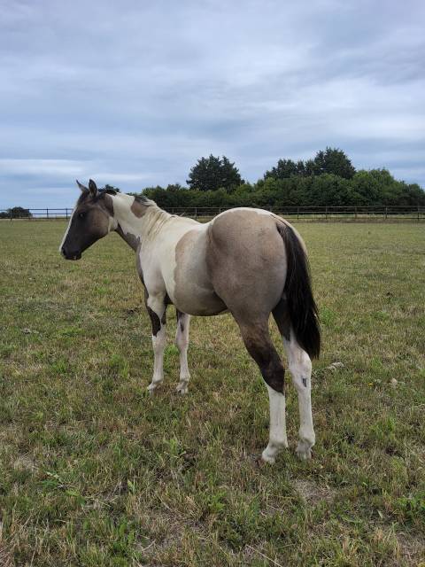 Poulain paint horse