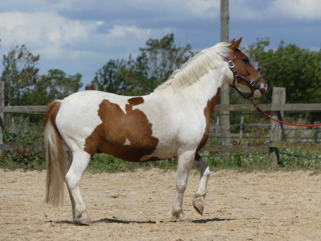 Poney pie nemo