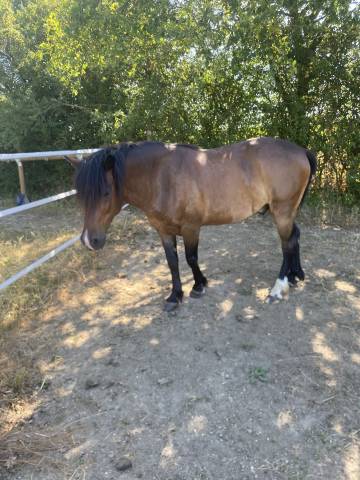 Poney onc 7 ans 