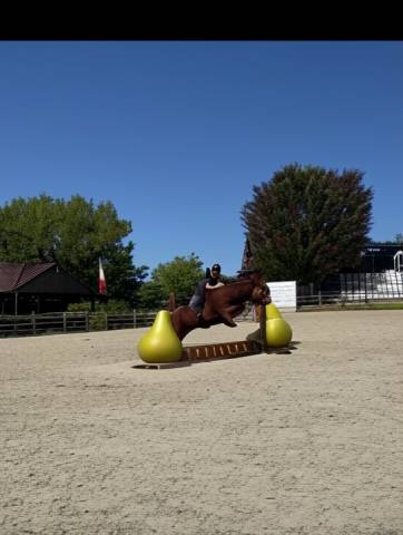 Poney haut niveau cso