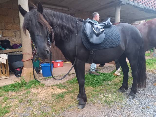 Poney c pour le loisir