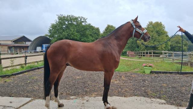 A vendre top cheval 7 ans 