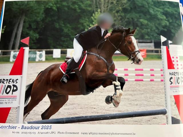 Hongre sbs de 5 ans 