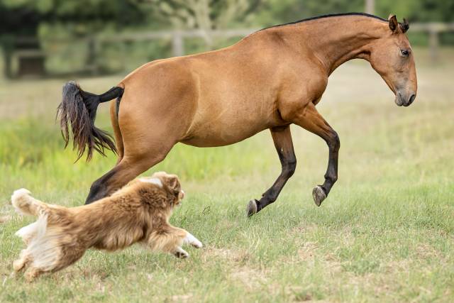 Fabuleuse pouliche bai pearl pure race espagnole