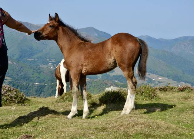 Poulain pottok livre a pie bai