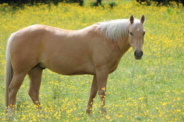 Hongre quarter horse palomino