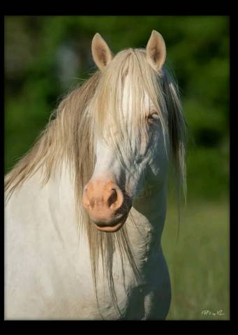 Etalon type american azteca 