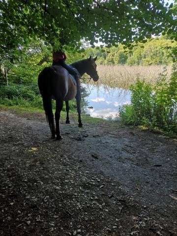 Pension forêt ermenonville et pension pre