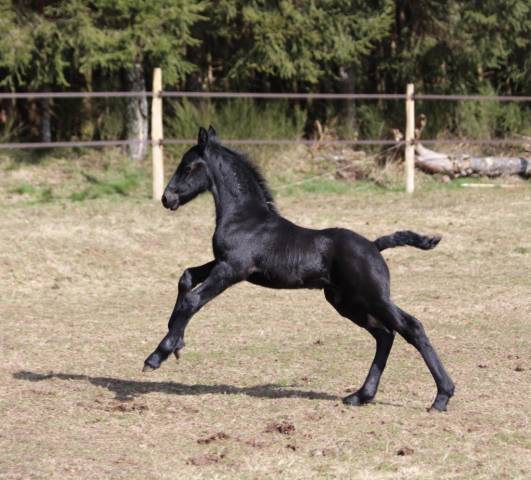 Superbe poulain frison plein papiers kfps par gosse 526
