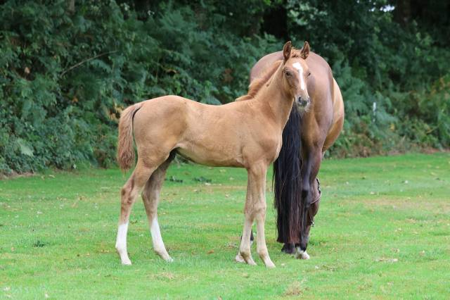 Foal selle francais originel 