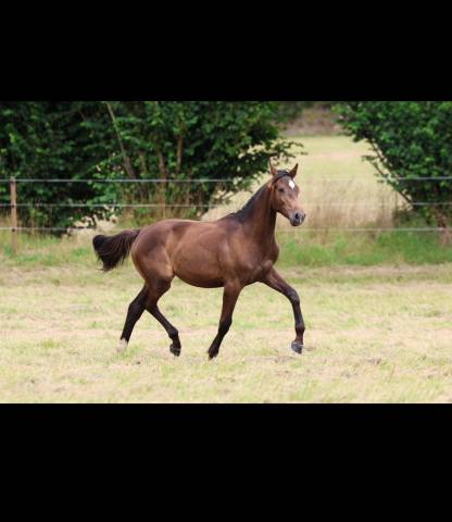 Yearling par ermitage kalone x candy de nantuel